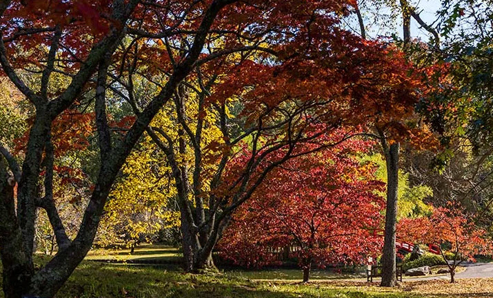 Carlisle S. Page Arboretum, United States